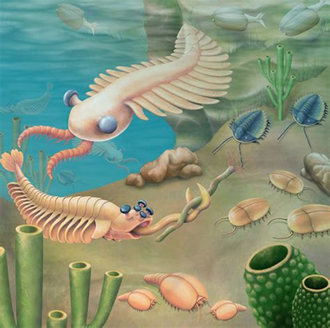 neo hou cambrian period animals.